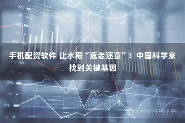 手机配资软件 让水稻“返老还童”！中国科学家找到关键基因